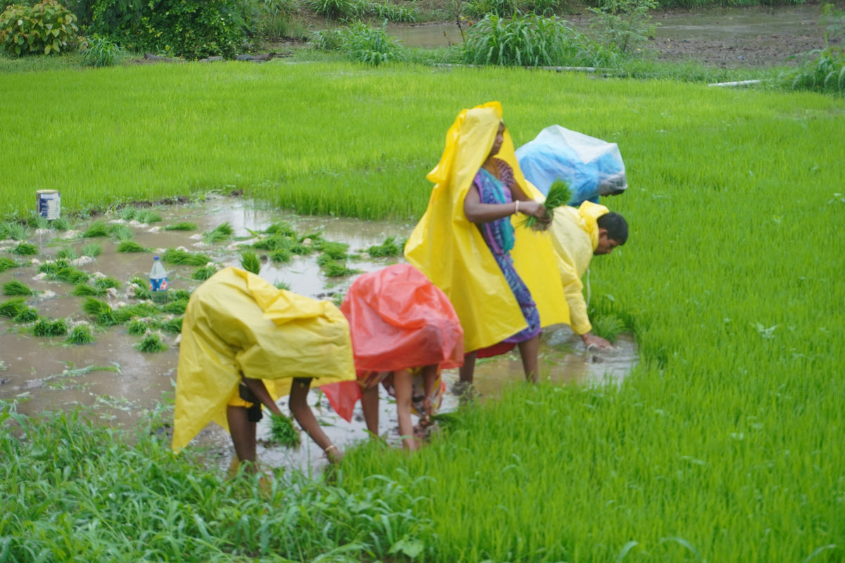 Sustainable farming