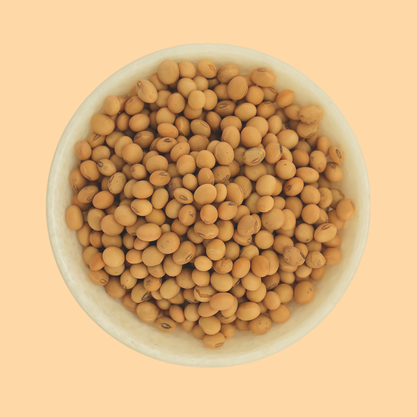 Soya Bean